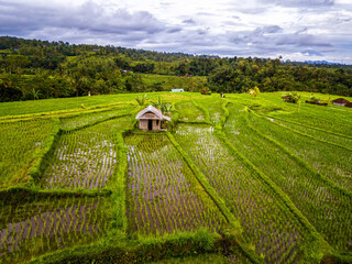 Jatiluwih Rice Terraces, Bali, Indonesia, Drone