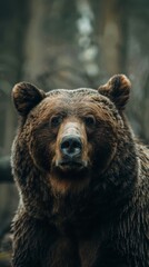 a grizzly bear portrait looking direct in camera with low-light 
