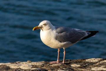 seagull on the rocks