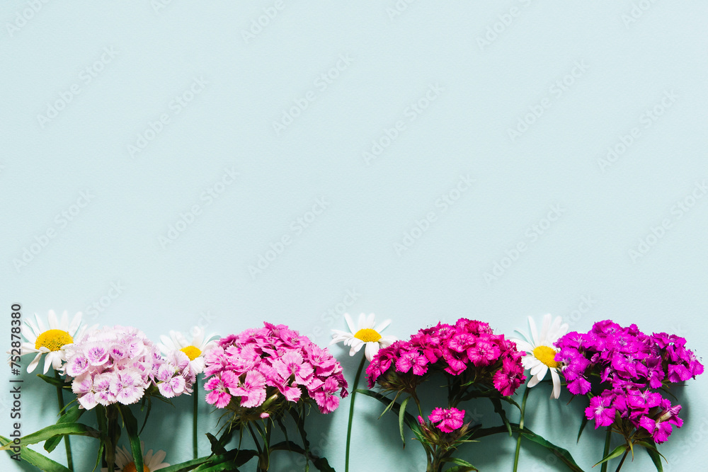 Wall mural Chinese carnation and daisies, summer bright wildflowers on pastel blue background. Copy space, flat lay, top view, mockup