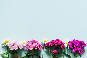 Chinese carnation and daisies, summer bright wildflowers on pastel blue background. Copy space, flat lay, top view, mockup