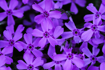 purple flowers are all blooming out of a green field