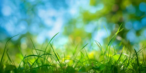 Photo sur Plexiglas Herbe blurred background grass with bokeh (1)