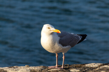 seagull on the rocks