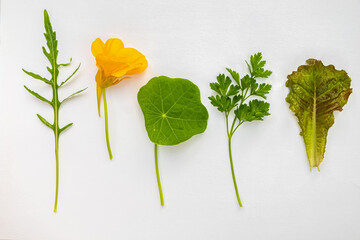 Edible greenery and yellow flower nasturtium isolated on a white background. top view. 