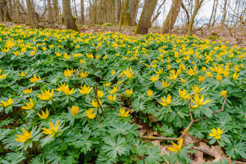 Winter aconite (Eranthis hyemalis) blooming in the forest