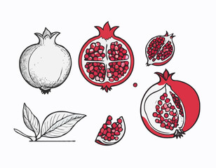 Pomegranate illustration
