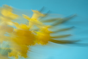 Bouquet of daffodils on a blue background, blurry motion, abstract composition.