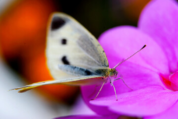 pink flower with butterfly