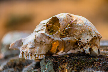 Bone of a sheep jawbone in the rocks.