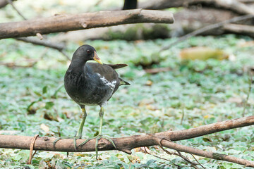 Common Moorhen (Gallinula chloropus) is a bird species in the rail family.