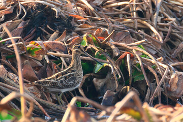 Common Snipe (Gallinago gallinago) from Nepal.