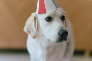golden retriever con solbrero de fiesta, perro con sombrero de cumpleaños, perro adorable con...
