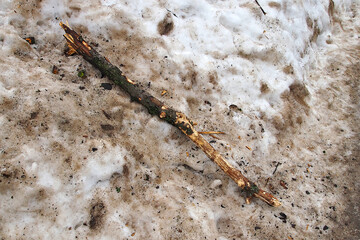 a stick lying in the muddy spring snow