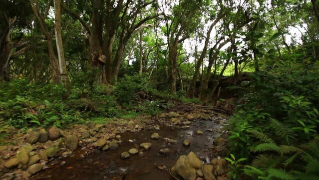 Peaceful stream in Hawaiian forest - steady cam