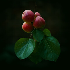 red peachs on a tree