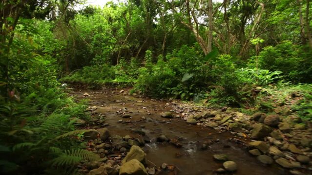 Small stream in thick Hawaiian forest - steady cam movement