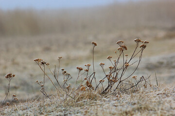 grass in the autumn