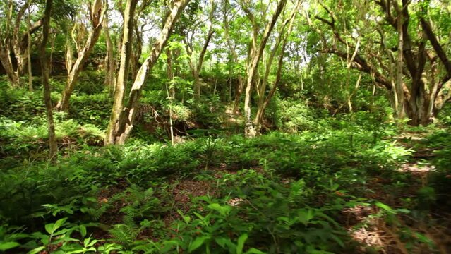 Beautiful Hawaiian jungle - steady cam movement