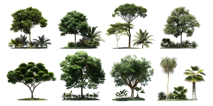 Jungle rain forest trees shapes cutout 3d render png set isolated on white or transparent background 
