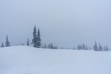 snow-covered Christmas trees among snowdrifts on the mountainside in Sheregesh during a blizzard in bad weather