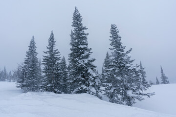 snow-covered Christmas trees among snowdrifts on the mountainside in Sheregesh during a blizzard in...
