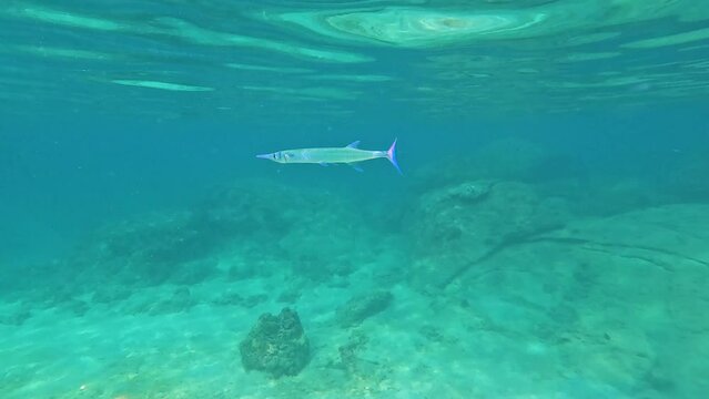 Ablennes hianst Belone Syngnathoidei fish feeding swims in coral reefs of warm tropical waters in natural habitat.