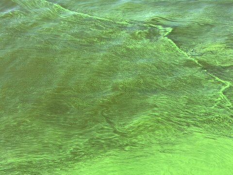 Eutrophication green river water covered harmful algae cyanobacterium blooms toxic poisonous phytoplankton.