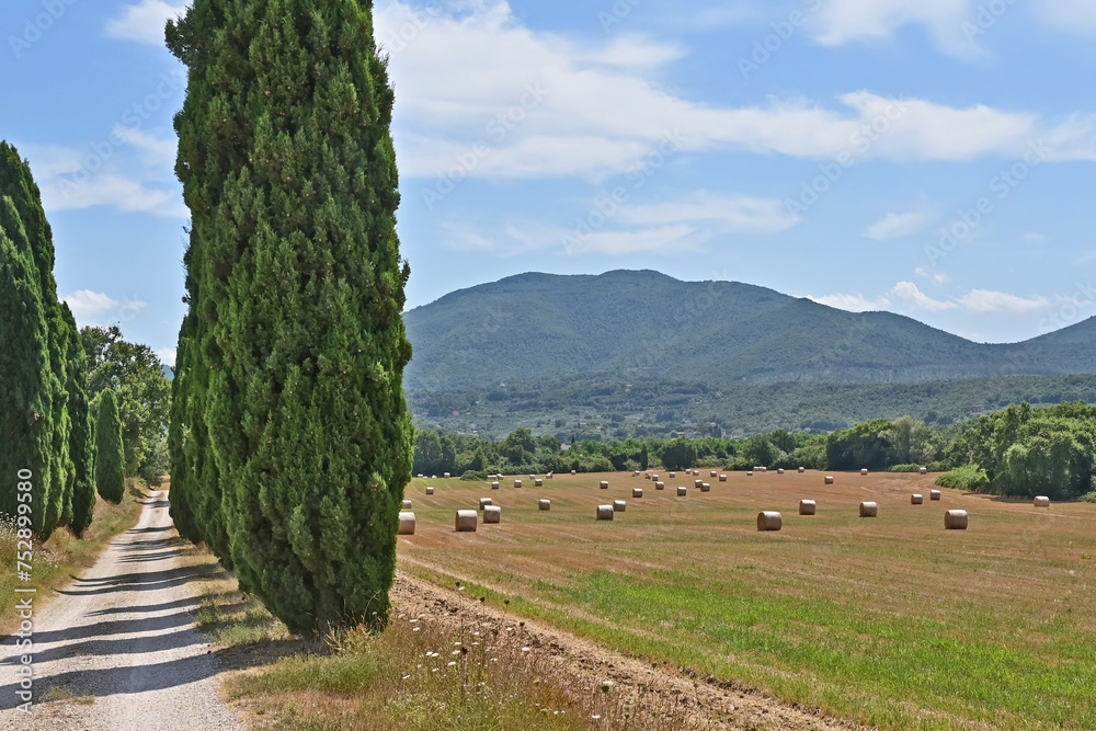 Wall mural Strada fra i cipressi e balle di fieno nella campagna di Soriano nel Cimino, Viterbo, Tuscia - Lazio