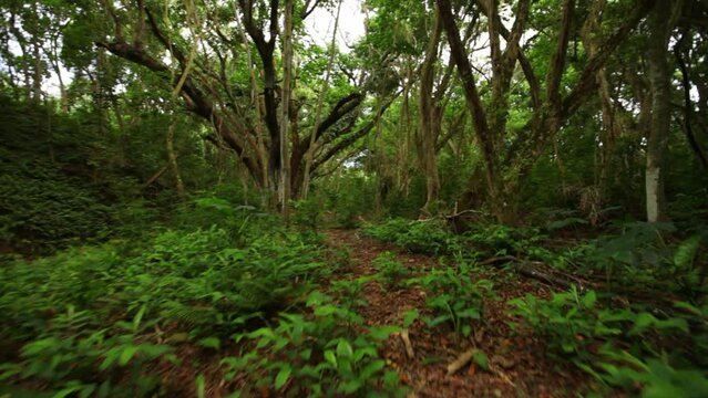 Lush, green Hawaiian forest - Steady cam forward