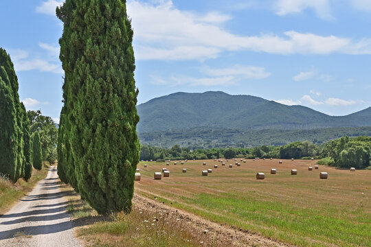 Strada fra i cipressi e balle di fieno nella campagna di Soriano nel Cimino, Viterbo, Tuscia - Lazio