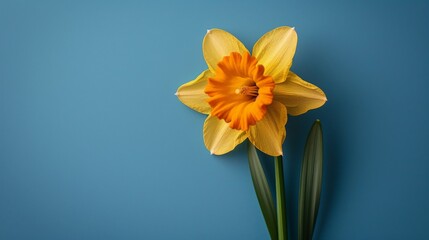 Yellow Daffodil on Blue Background with Copy Space for Text