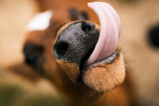 Close up of cow Calf showing tongue and cute nose