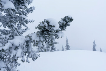 snow-covered branches of Christmas trees on the mountainside in Sheregesh during a blizzard in bad weather