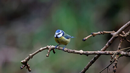 Blue tits feeding in the woods