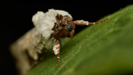 Details of a white moth on a green leaf