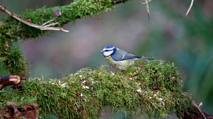 Blue tits feeding in the woods