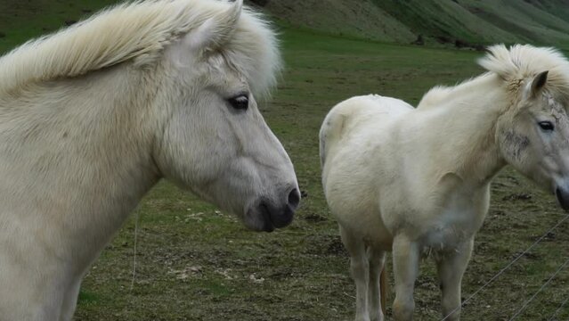 White Icelandic Horses in Pasture, Close Up Slow Motion