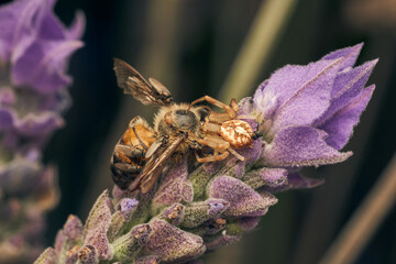 A spider eating bee perched on a violet flower