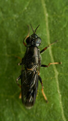 Black and yellow insect, Fly Sierra del Sen del Campo Adurgoa gonagra