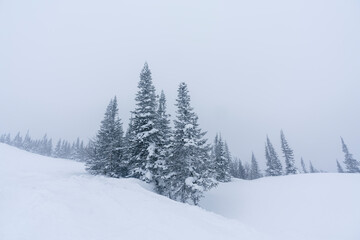 snow-covered Christmas trees among snowdrifts on the mountainside in Sheregesh during a blizzard in bad weather