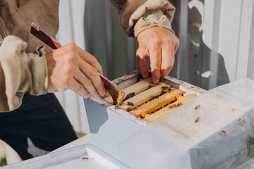 A beekeeper holds a small frame with bees. Reproduction of bees closeup. Swarming, Hive is preparing to swarm