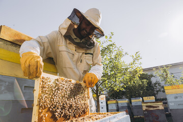Happy Indian beekeeper takes out a frame with bees and honey from a beehive on a bee farm. The concept of beekeeping