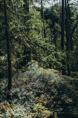  Austrian Alps, hiking and holidays