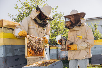 International team of happy beekeepers, man takes out a wooden frame from a beehive and a woman holds smoker