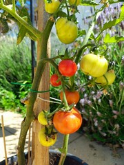 garden with tomatoes 