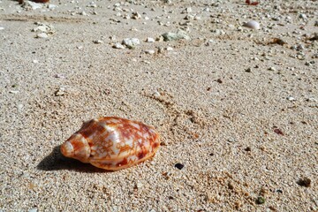 Brown patterned sea Shells on the sand