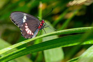 butterflies of different species from the butterfly museum in an exotic garden.