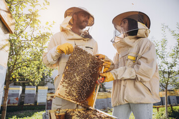 Couple of beekeepers, man and woman, taking out frame with bees from beehive at bee farm