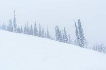 snow-covered Christmas trees among snowdrifts on the mountainside in Sheregesh during a blizzard in bad weather